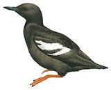 Pigeon Guillemot Illustration