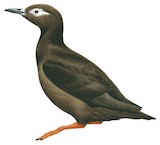 Spectacled Guillemot Illustration