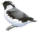 Ancient Murrelet Illustration