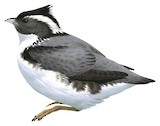 Japanese Murrelet Illustration