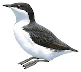 Scripps's Murrelet Illustration