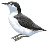 Guadalupe Murrelet Illustration