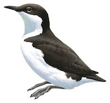 Craveri's Murrelet Illustration