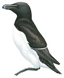 Razorbill Illustration