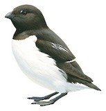 Little Auk Illustration