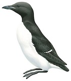 Thick-billed Murre Illustration