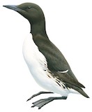 Common Murre Illustration