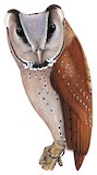 Oriental Bay Owl Illustration