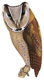 Sri Lanka Bay Owl Illustration