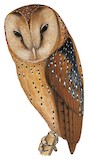 Itombwe Owl Illustration