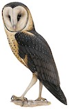 African Grass Owl Illustration