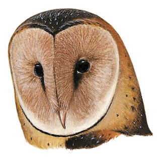 Tyto longimembris chinensis