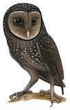 Lesser Sooty Owl Illustration