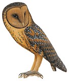 Australian Masked Owl Illustration