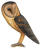 Manus Masked Owl Illustration