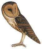 Moluccan Masked Owl Illustration