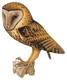 Golden Masked Owl Illustration