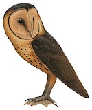 Taliabu Masked Owl Illustration