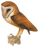 Minahasa Masked Owl Illustration