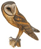 Sulawesi Masked Owl Illustration