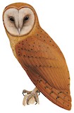 Red Owl Illustration