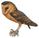 Western Barn Owl Illustration