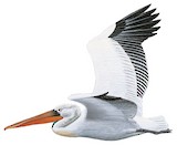 Dalmatian Pelican Illustration