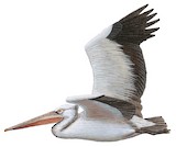 Spot-billed Pelican Illustration