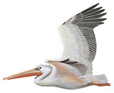 Pink-backed Pelican Illustration