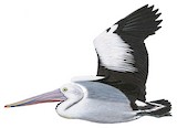 Australian Pelican Illustration