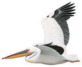 Great White Pelican Illustration