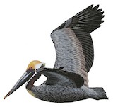 Brown Pelican Illustration