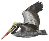 Peruvian Pelican Illustration