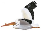 American White Pelican Illustration