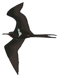 Lesser Frigatebird Illustration