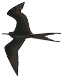 Great Frigatebird Illustration