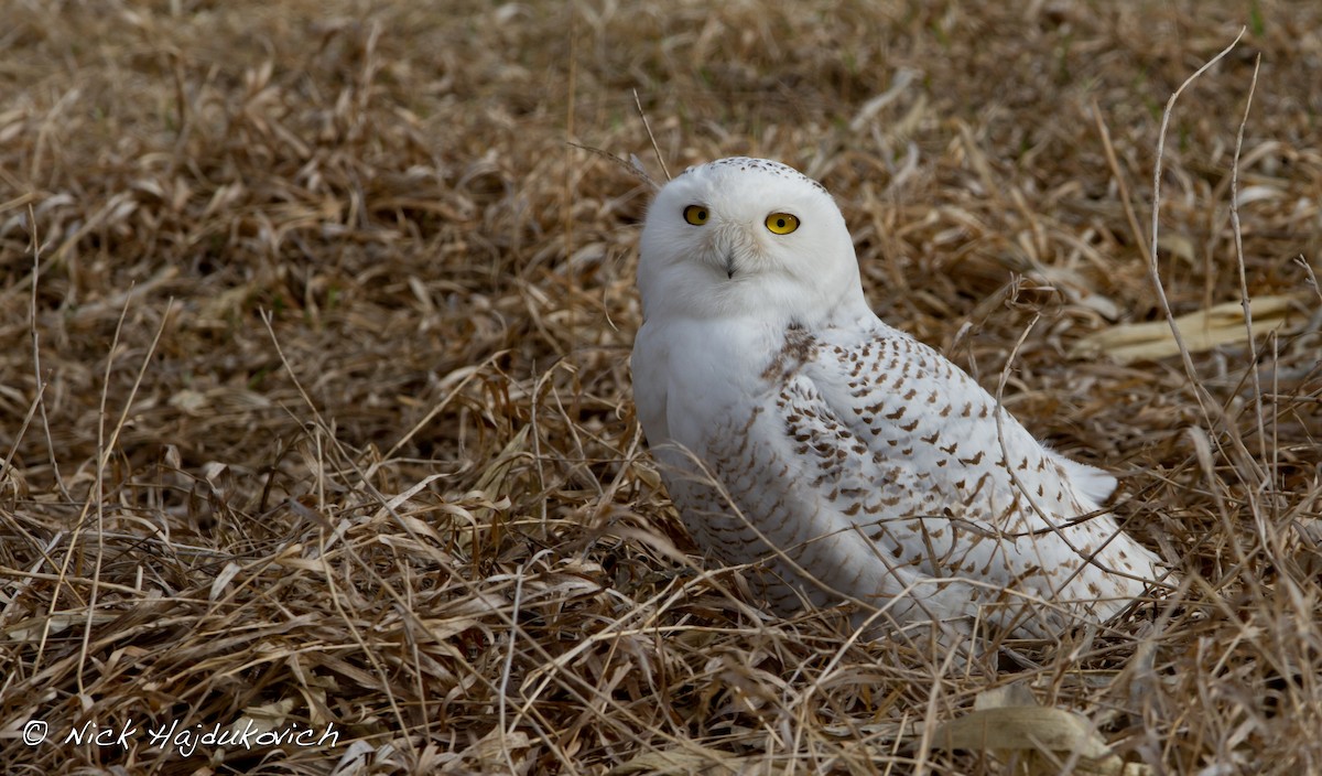 Snowy Owl - Nick Hajdukovich