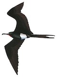 Christmas Frigatebird Illustration