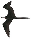 Magnificent Frigatebird Illustration