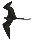 Ascension Frigatebird Illustration