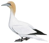 Northern Gannet Illustration