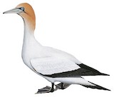 Cape Gannet Illustration