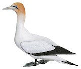 Australasian Gannet Illustration