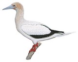 Red-footed Booby Illustration