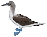 Blue-footed Booby Illustration