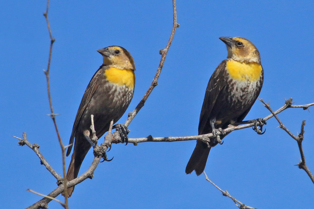 Yellow-headed Blackbird - Richard Fray