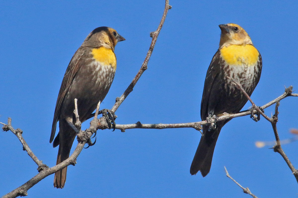 Yellow-headed Blackbird - Richard Fray