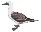 Peruvian Booby Illustration
