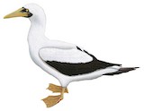 Masked Booby Illustration