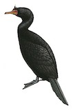 Crowned Cormorant Illustration